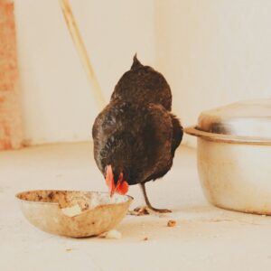 Premium Layer Chicken Feed 50 lb